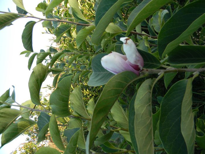 albinute 241 - magnolii