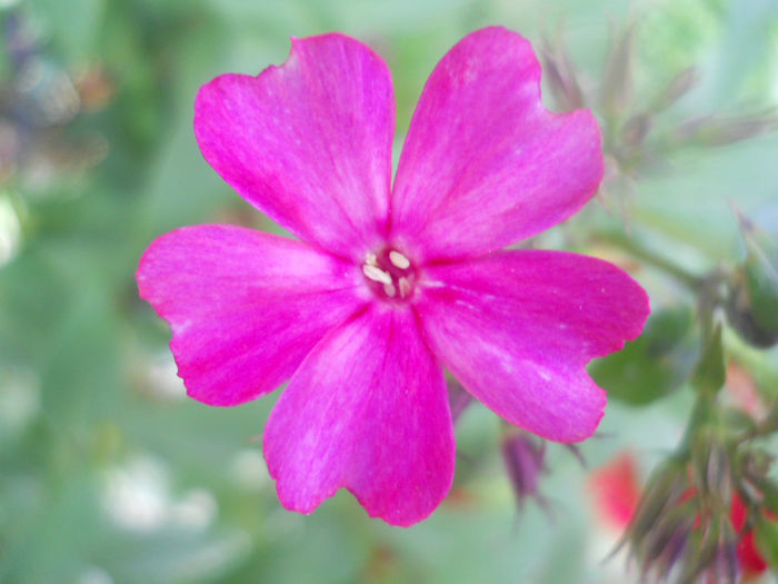 phlox - A 28 b VARA 2013