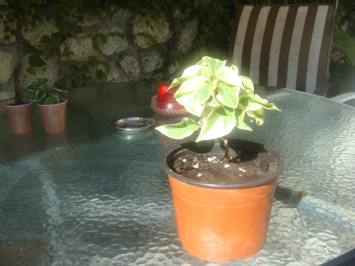 bougavillea variegat vera deep red - Alte plante 16_09_2013