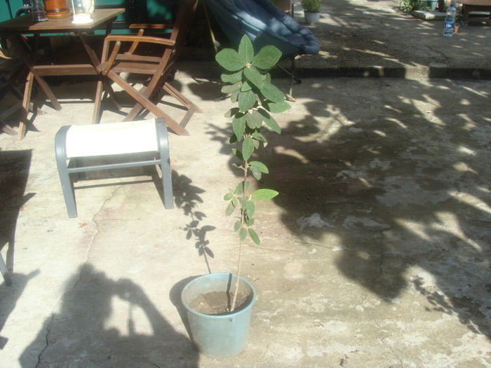 viburnum rhytidophyllum 35