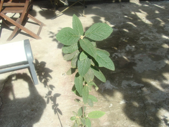 viburnum rhytidophyllum - Alte plante 16_09_2013