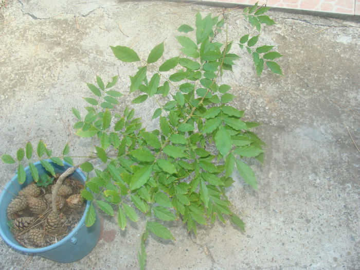 wisteria synensis - Alte plante 16_09_2013