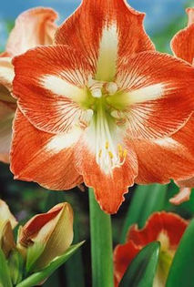 Amaryllis Minerva prezentare