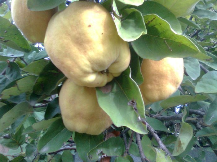 Gutui - Fructele pomilor fructiferi