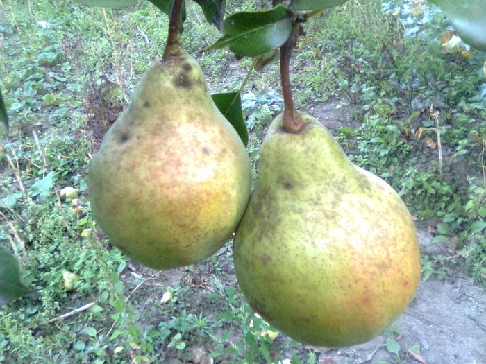 Pere - Fructele pomilor fructiferi