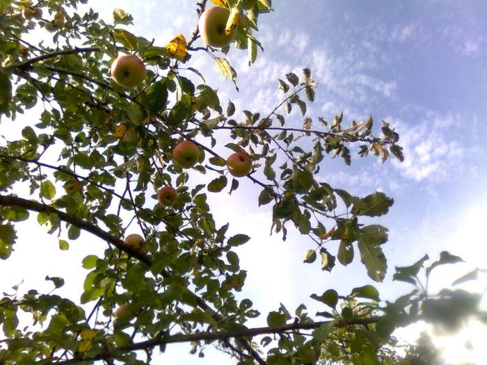 Merere domnesti - Fructele pomilor fructiferi