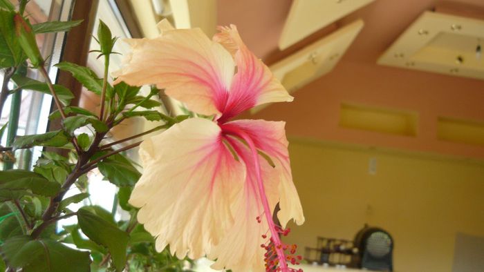 Picture 2235 - x 2013 hibiscus rosa sinesis 2