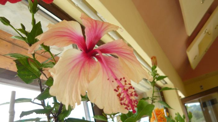 Picture 2237 - x 2013 hibiscus rosa sinesis 2