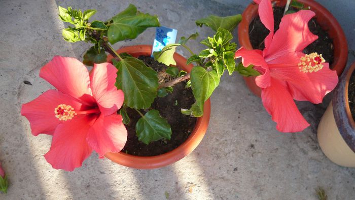 Picture 2227 - x 2013 hibiscus rosa sinesis 2