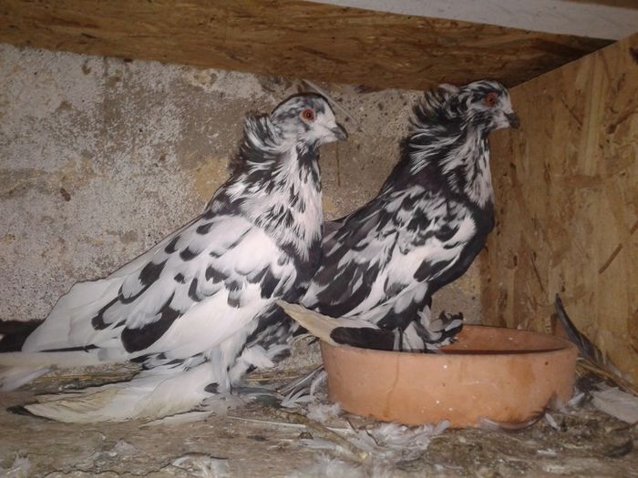 Fotografie-0750 - Copie - Copie - perechi uriasi maghiari