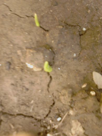 IMG_20130915_114628; Toamna  zambile?
