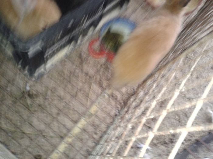 Fotografie-0612 - Copie - iepurii mei de rasa