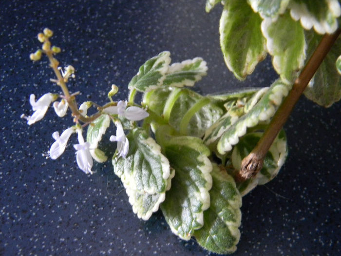DSCN7410; PLECTRANTHUS COLEOIDES MARGINATUS - CANDLE PLANT - PLANTA CONTRA TANTARILOR . DETALIU FLOARE
