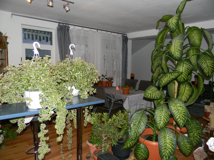 DSCN7405; PLECTRANTHUS COLEOIDES MARGINATUS - CANDLE PLANT - PLANTA CONTRA TANTARILOR . LEANDRII SI DIEFFENBACHIA - TROPICAL SNOW_

