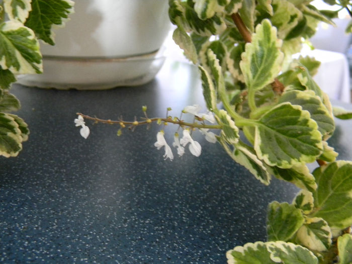 DSCN7416; PLECTRANTHUS COLEOIDES MARGINATUS - CANDLE PLANT - PLANTA CONTRA TANTARILOR . DETALIU FLOARE
