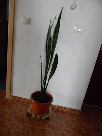 DSCN7306; SANSEVIERIA TRIFASCIATA - SNAKE PLANT -
