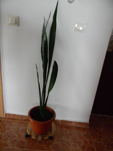 DSCN7307; SANSEVIERIA TRIFASCIATA - SNAKE PLANT -
