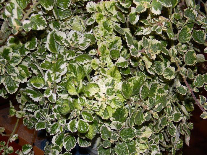 DSCN7385; PLECTRANTHUS COLEOIDES MARGINATUS - CANDLE PLANT - PLANTA CONTRA TANTARILOR .
