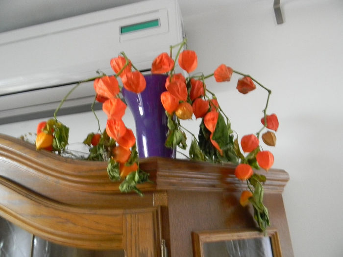 DSCN7236; FLOARE LAMPION PENTRU DECOR
