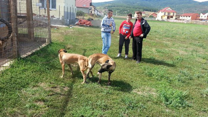 20130903_130050 - Monta ciobanesc Belgian Malinois