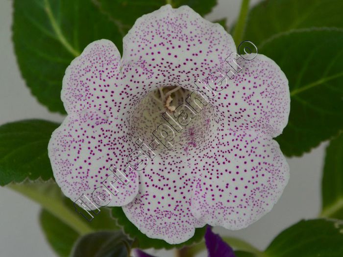 Gloxinia Jolly Rain