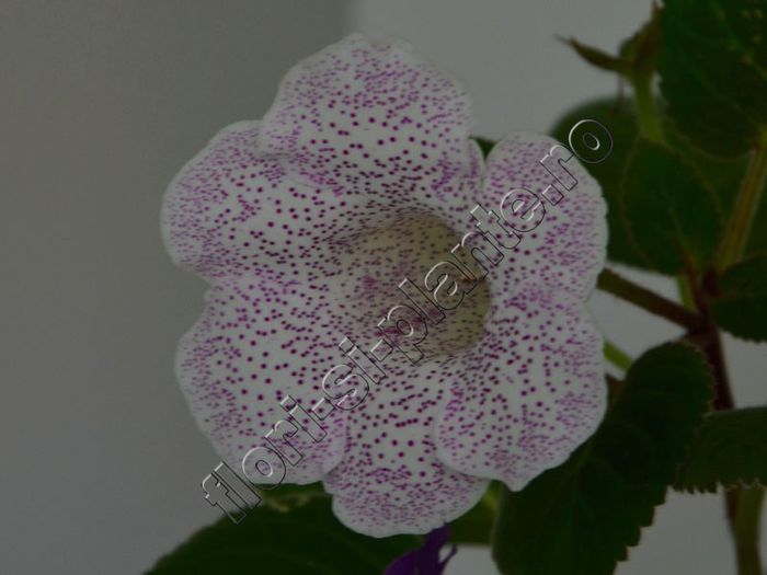 Gloxinia Jolly Rain - GLOXINIA _ SINNINGIA