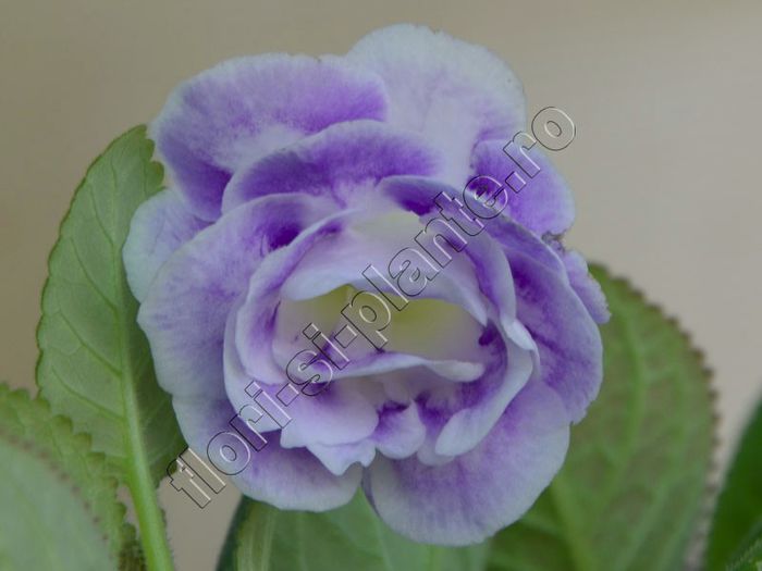 Gloxinia Miss Isabelle