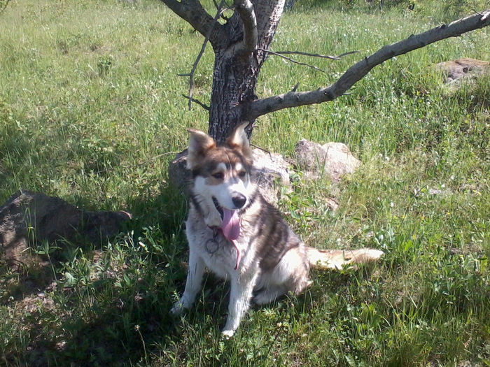 cainele meu MAX - trandafiri