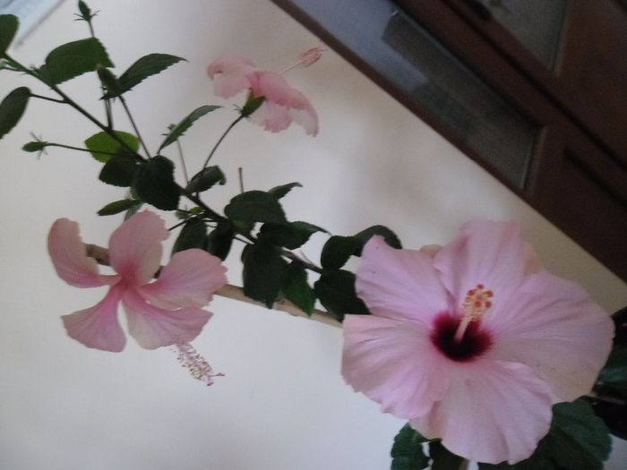 Hibiscus grup - Hibiscus 2013-3