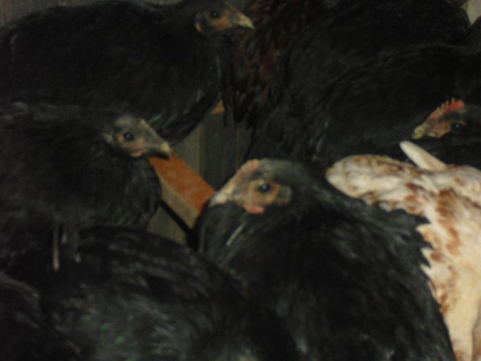 CIMG5519 - 5 australorp  4 luni