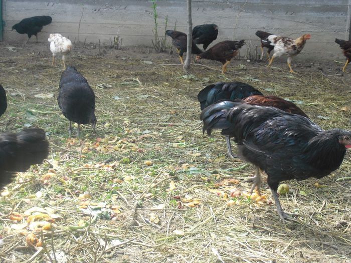 CIMG5525 - 5 australorp  4 luni