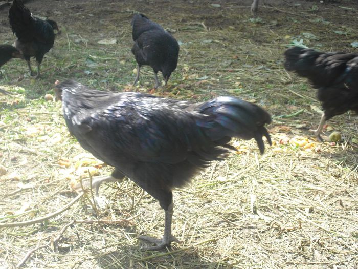 CIMG5526 - 5 australorp  4 luni