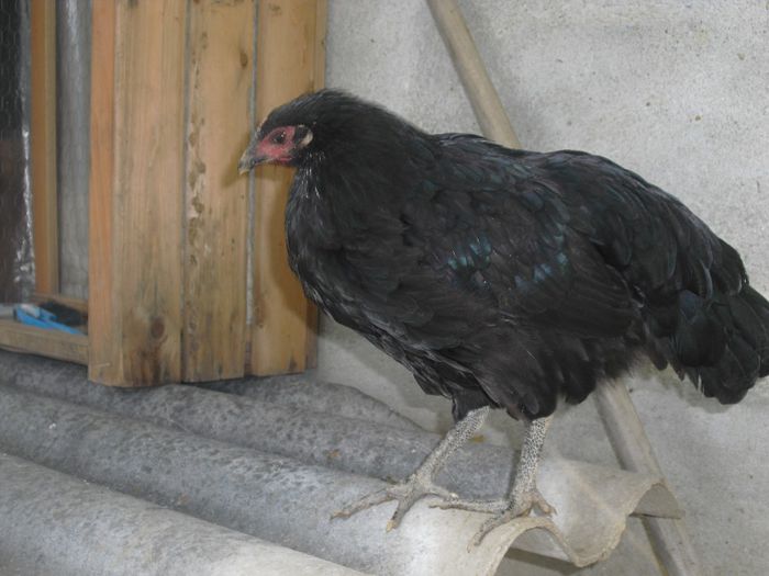 CIMG5529 - 5 australorp  4 luni