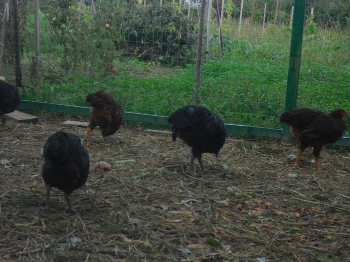 CIMG5545 - 5 australorp  4 luni