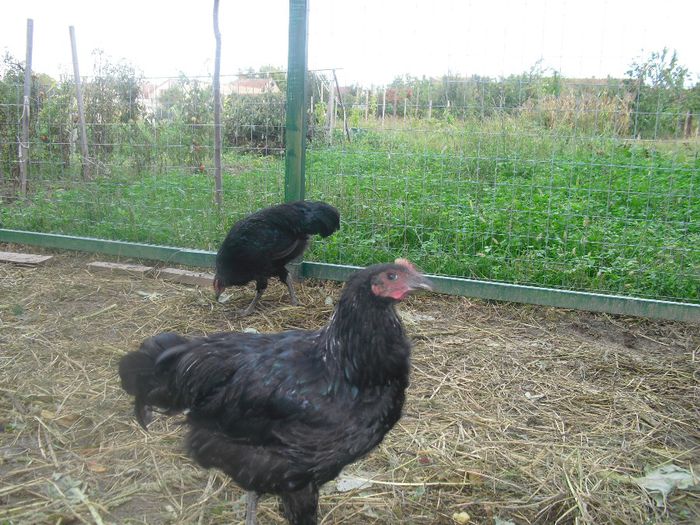 CIMG5553 - 5 australorp  4 luni