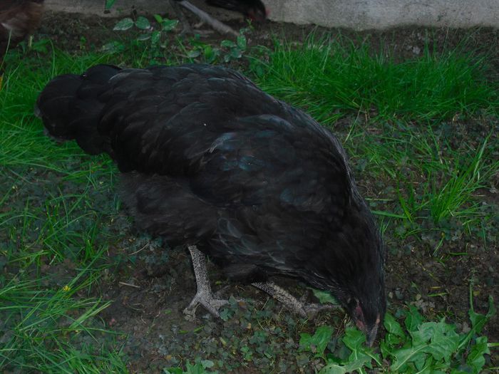 CIMG5561 - 5 australorp  4 luni