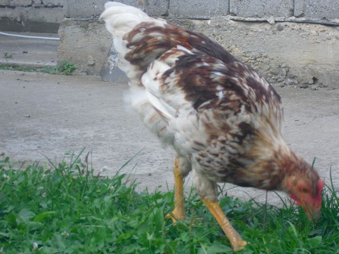 CIMG5592 - 5 australorp  4 luni