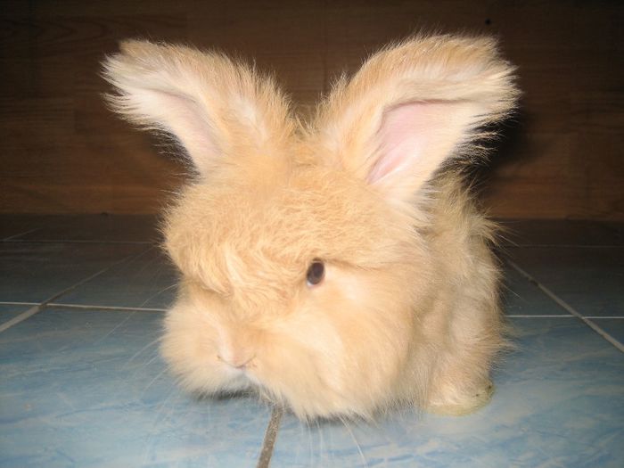 Angora Englez