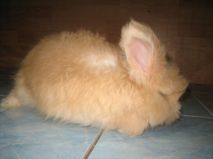 Angora Englez