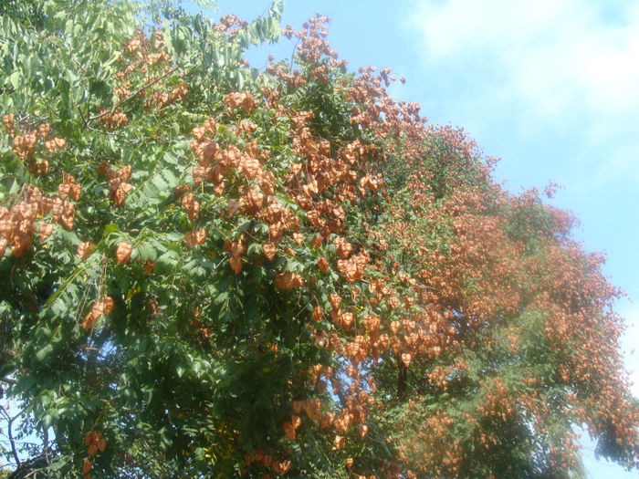 280 - KOELREUTERIA PANICULATA