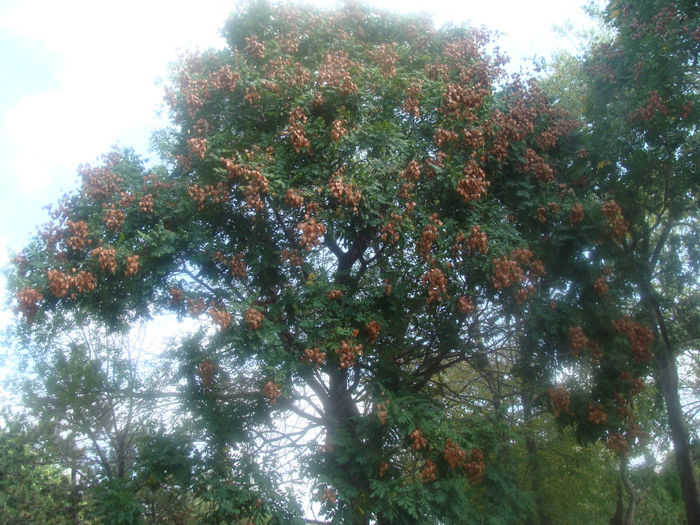 282 - KOELREUTERIA PANICULATA