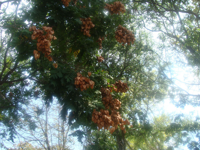 283 - KOELREUTERIA PANICULATA