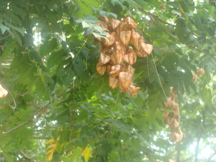 284 - KOELREUTERIA PANICULATA