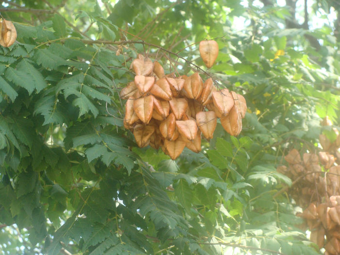 285 - KOELREUTERIA PANICULATA