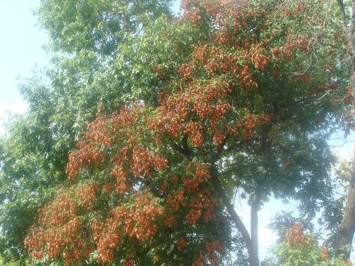 287 - KOELREUTERIA PANICULATA