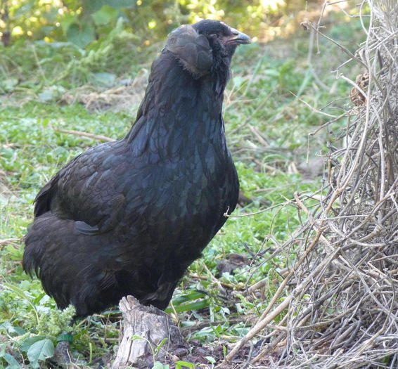 P1220889 - araucana tineret 2013