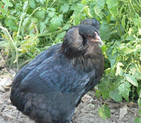 P1230123 - araucana tineret 2013