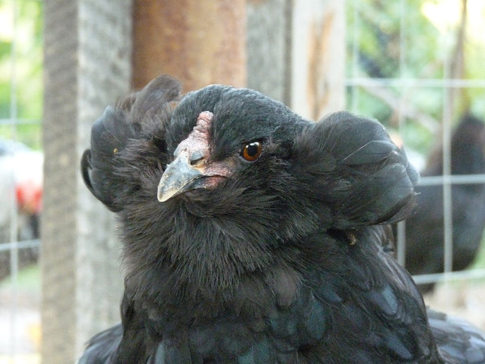 P1230261 - araucana tineret 2013