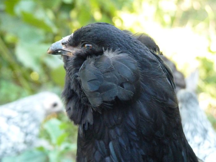 P1220957 - araucana tineret 2013