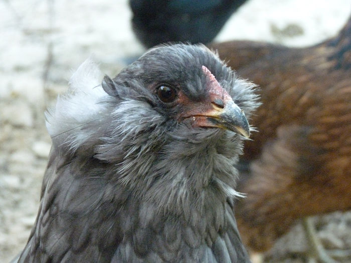 P1230292 - araucana tineret 2013